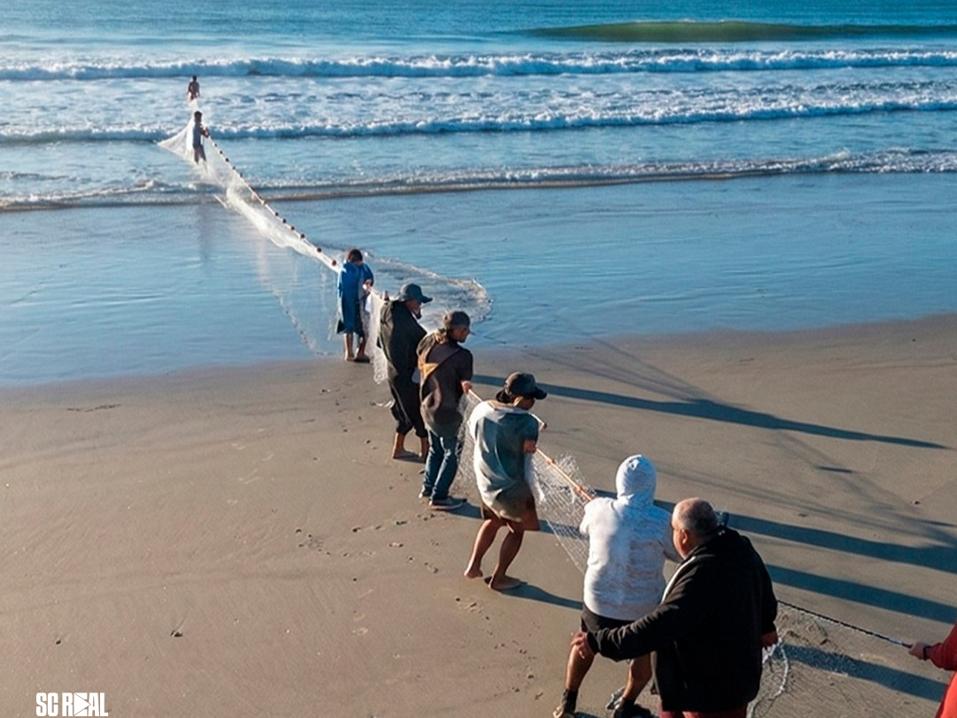 Governo Federal publica regras da safra da tainha 2026 e amplia cota de captura em cerca de 20%