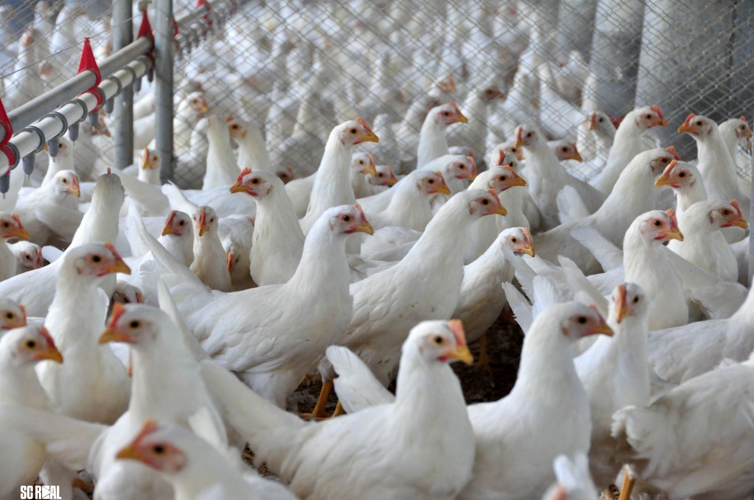 Indústria de alimentos de Santa Catarina cresceu quatro vezes mais do que a média nacional em 2025