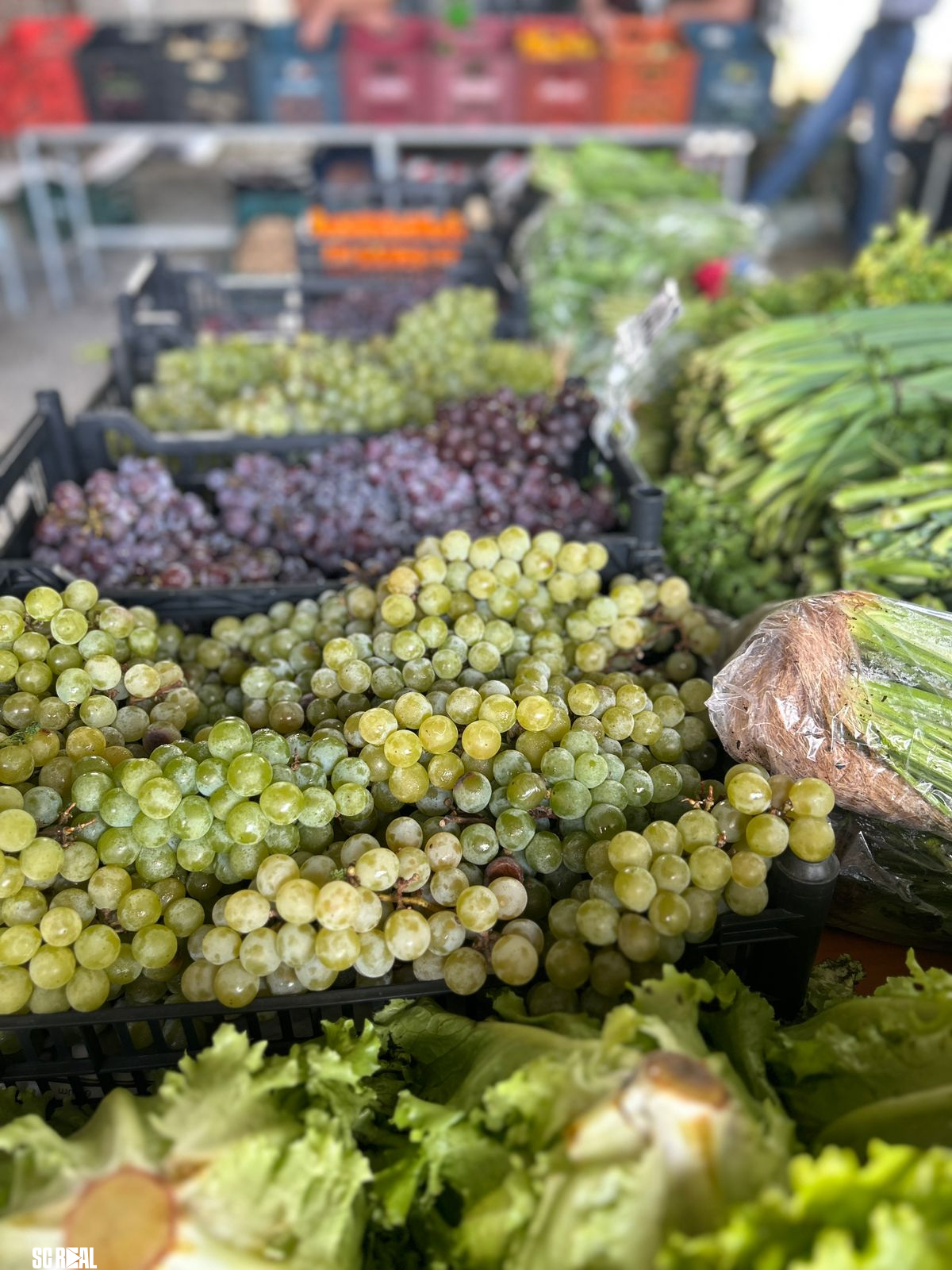 Novo local do Programa Câmbio Verde oferece mais espaço e acessibilidade em São Bento do Sul