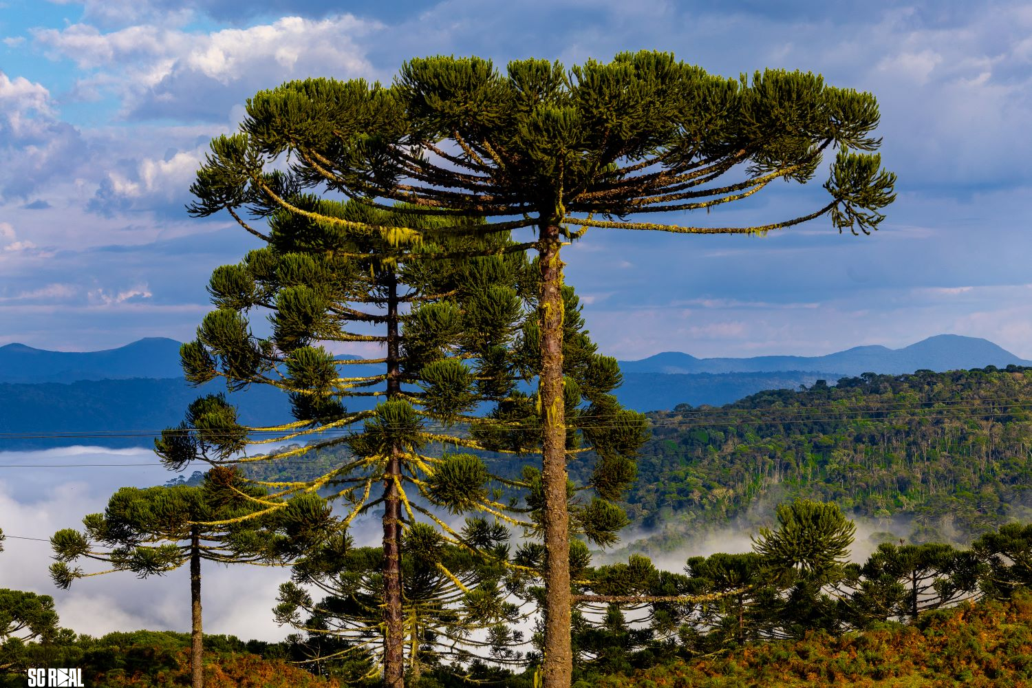 Fim de semana terá manhãs frias e risco de temporais em Santa Catarina