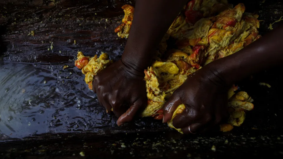 Exportação de caju moçambicano dispara para mais de 100 milhões em 2025