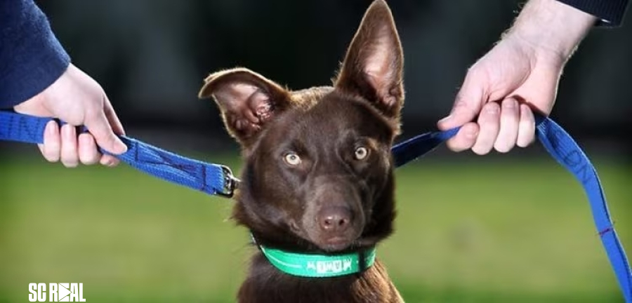 Nova lei define os termos da guarda compartilhada de pets em caso de divórcio ou fim de união estável