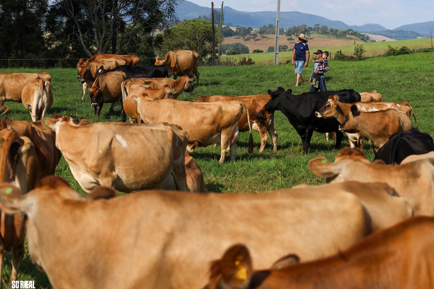 BRDE supera mais de R$650 milhões em crédito para micros e pequenas empresas em Santa Catarina