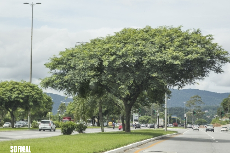 Florianópolis sedia o maior evento de arborização urbana da região Sul