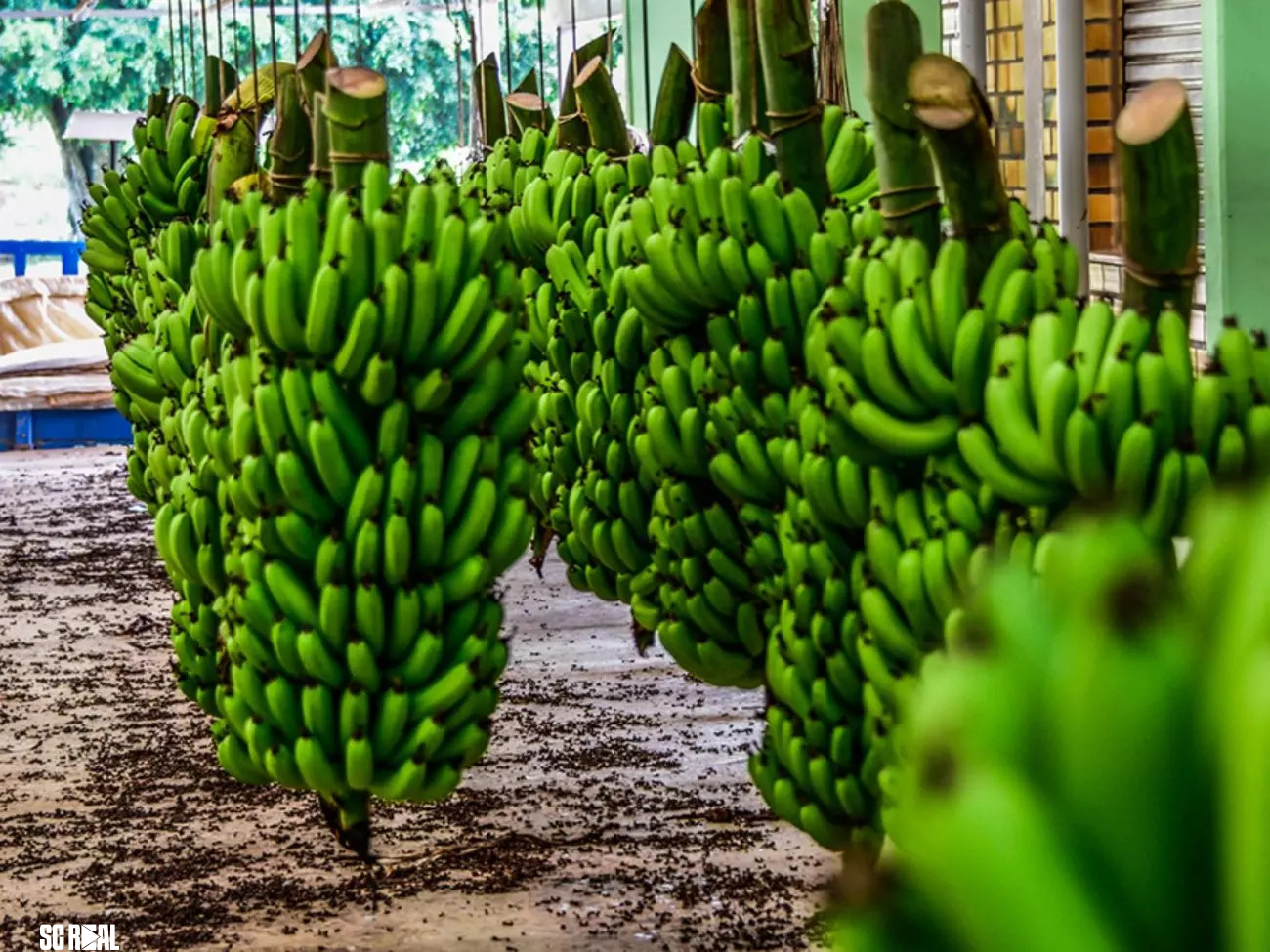 Sebrae e Porto de Itajaí avançam nas exportações de banana para o mercado europeu