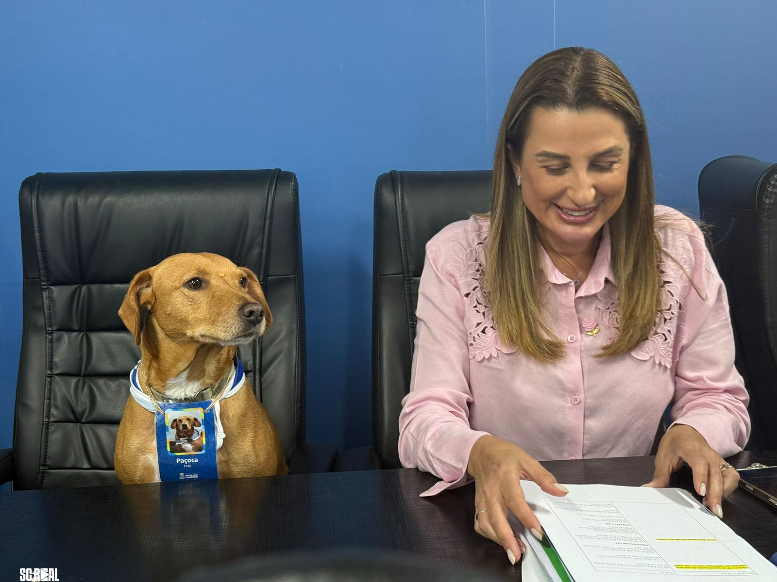 Prefeitura de Balneário Camboriú lança módulo “BC Pet” no aplicativo BC Digital