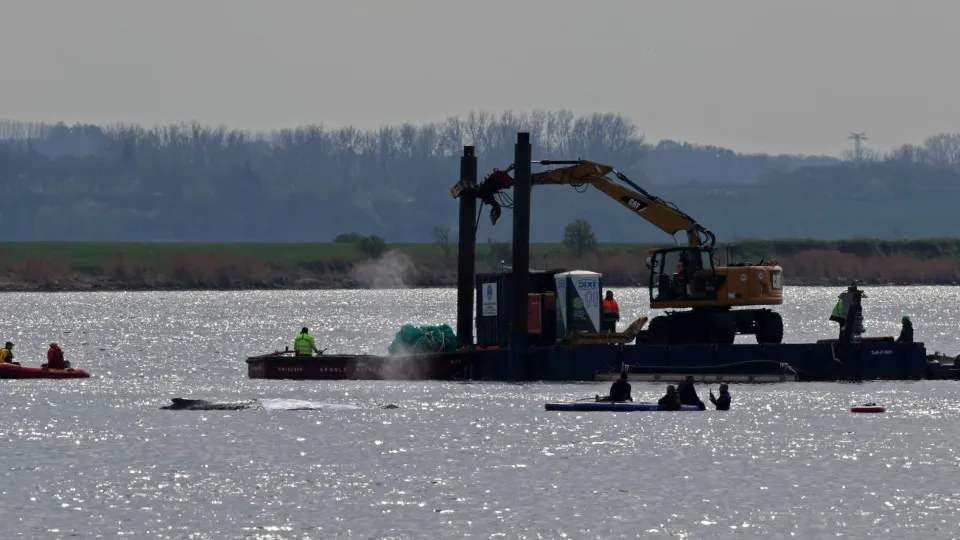 Baleia encalhada na Alemanha é colocada em balsa, em operação polêmica de milionários