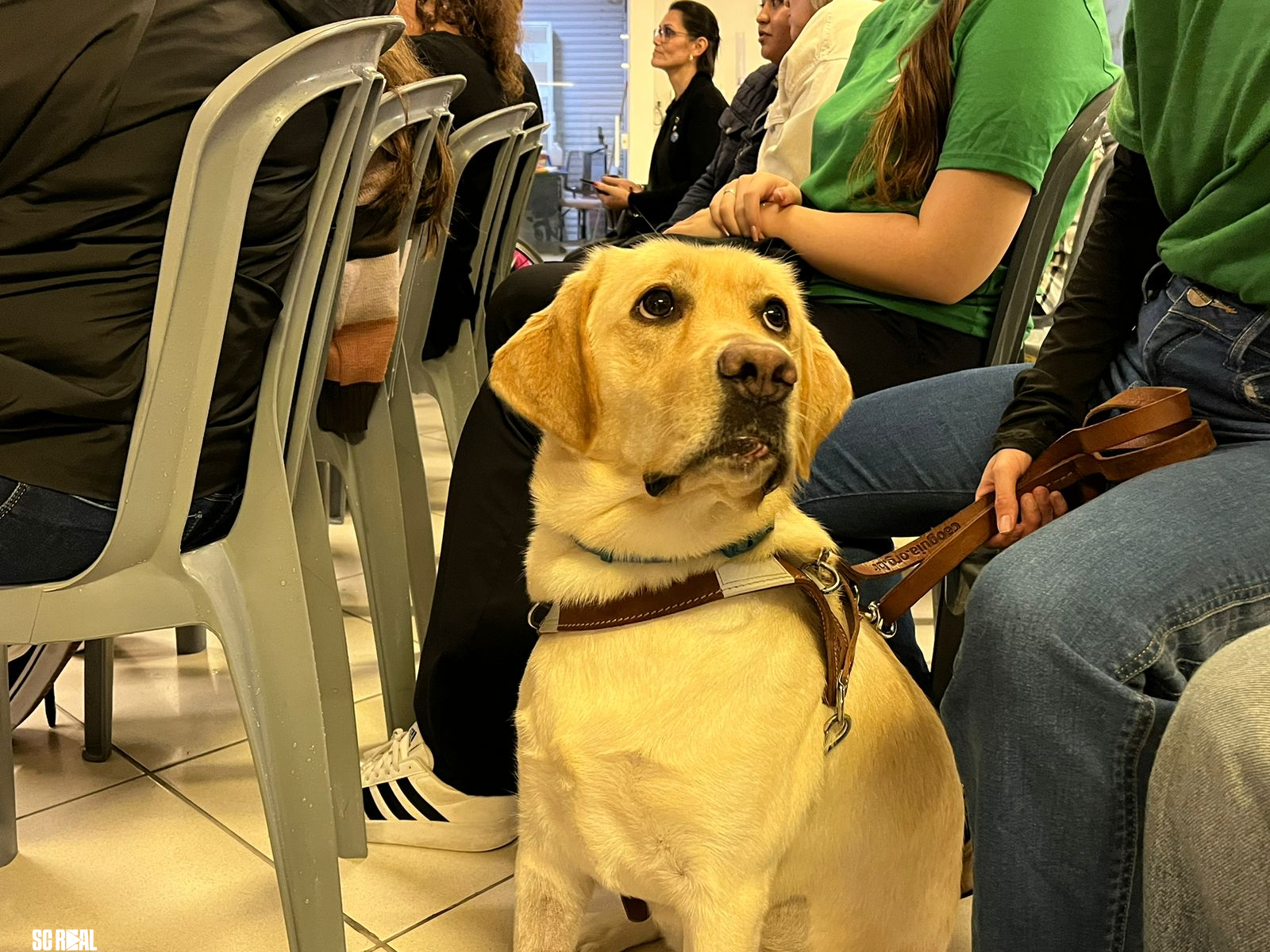 Cão-guia é entregue para deficiente visual em ato simbólico na Secretaria de Assistência Social de BC 