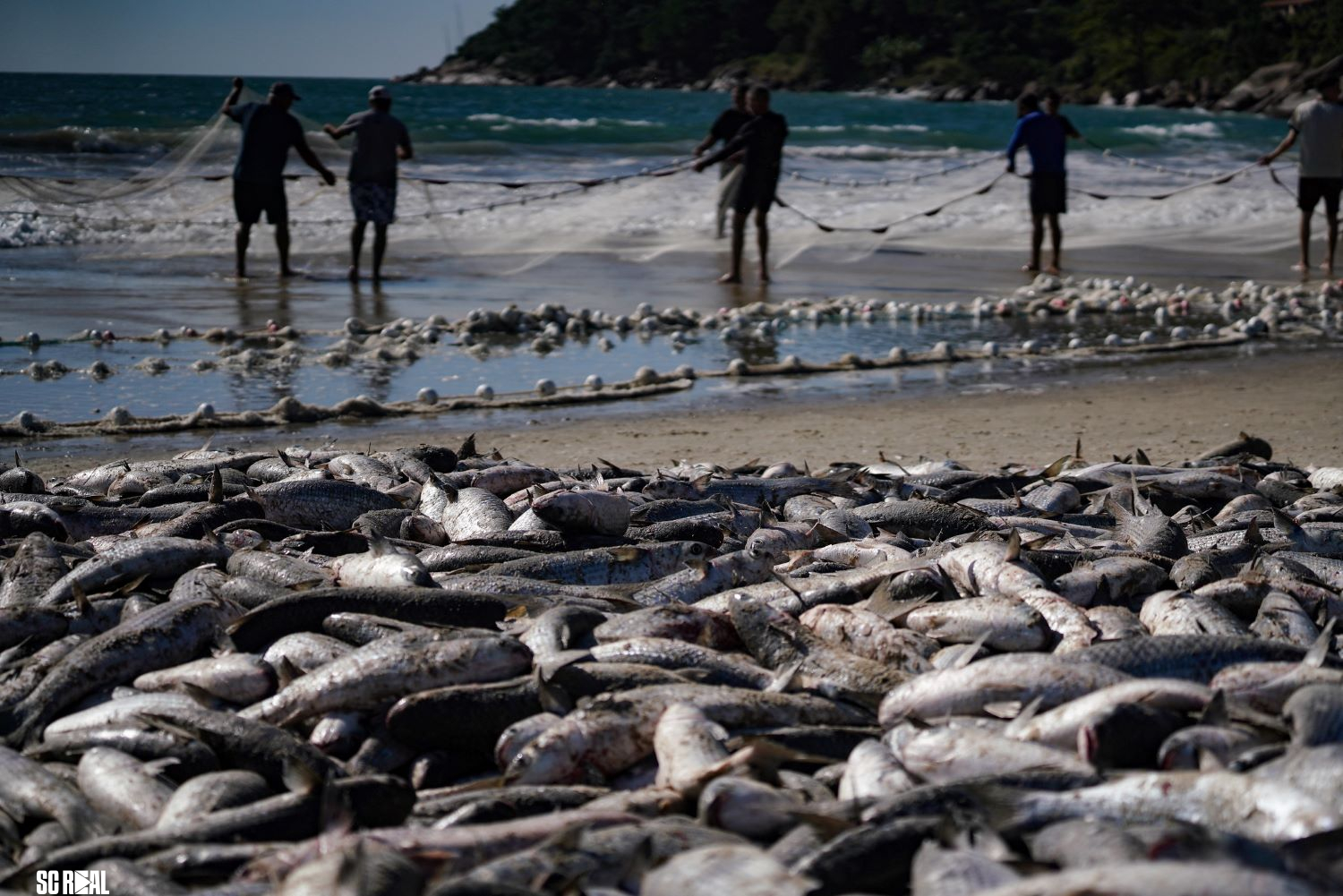 Com limite maior de captura, safra da tainha 2026 começa nesta sexta e reforça tradição da pesca artesanal no Litoral catarinense