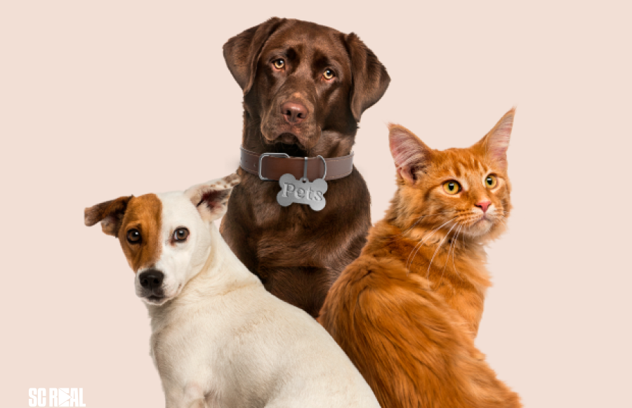 Na Alesc, comissão aprova projeto sobre atendimento veterinário em unidades móveis