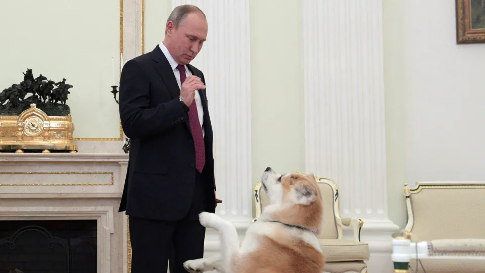 Morreu Yume, a cadela que o Japão ofereceu a Putin em 2012