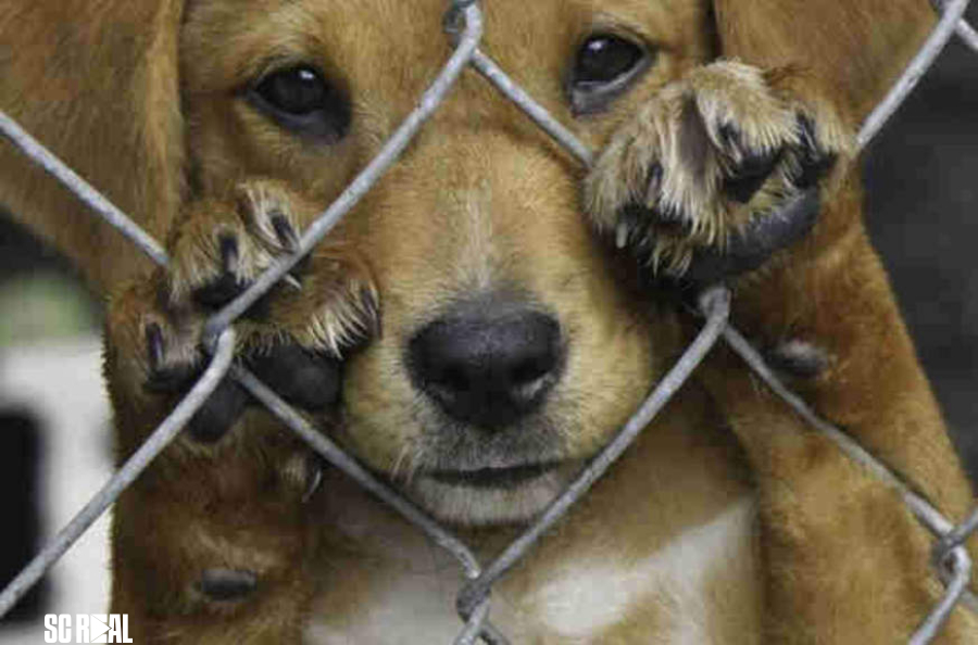 Projeto impede nomeação a cargos comissionados em casos de crimes sexuais e maus-tratos a animais