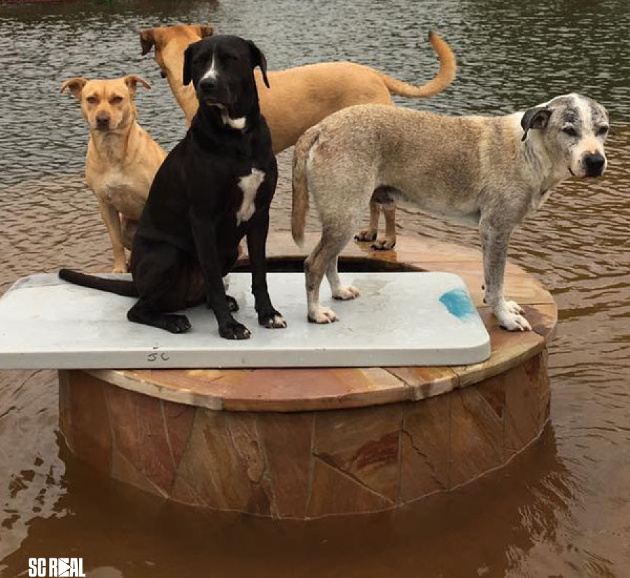 Comissão de Bem-estar Animal da Câmara de BC debate com a Defesa Civil o resgate de animais em eventos climáticos 