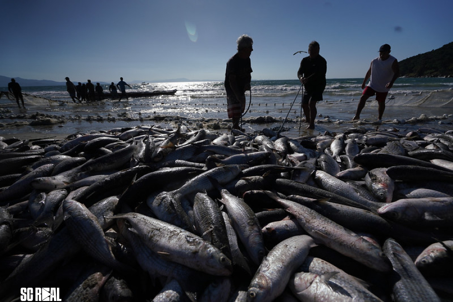 Décio Lima divulga portaria que reabre temporada da tainha para arrasto de praia em Santa Catarina