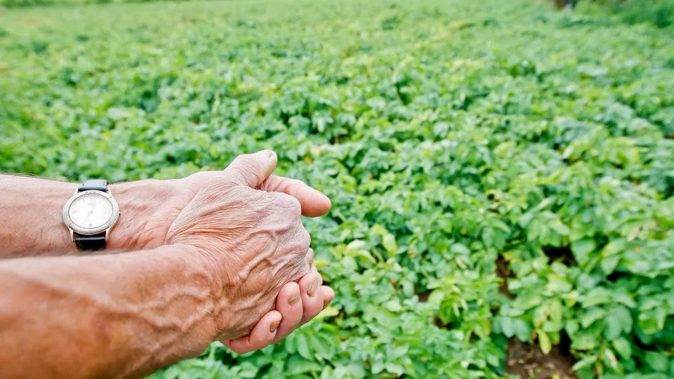 Agroalimentar tem sido amortecedor de custos do conflito no Médio Oriente