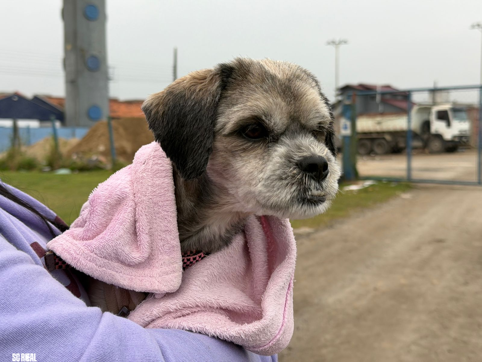 Mutirão de castração animal em Itajaí vai até quinta,18 