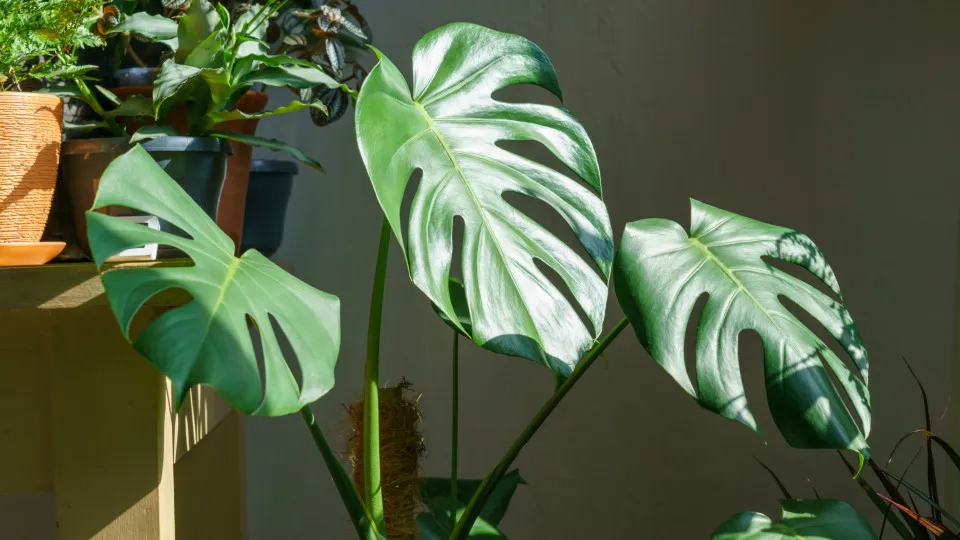 Tem uma monstera em casa? É por isto que as folhas estão a enrolar