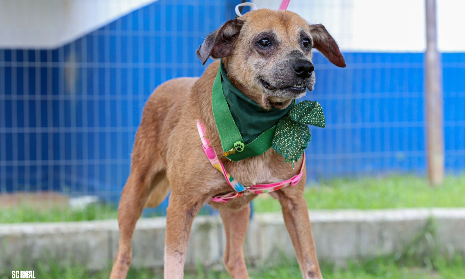 Centro de Bem-Estar Animal de Joinville incentiva a adoção de animais idosos