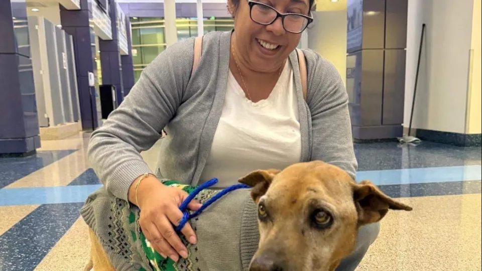 "Lembrava-se?" Cadela reúne-se com donos 10 anos após desaparecer nos EUA