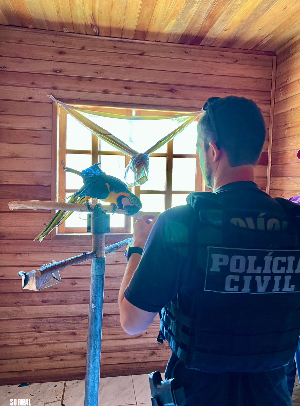 Polícia Civil deflagra operação contra o tráfico de animais e resgata 20 animais silvestres na Serra Catarinense