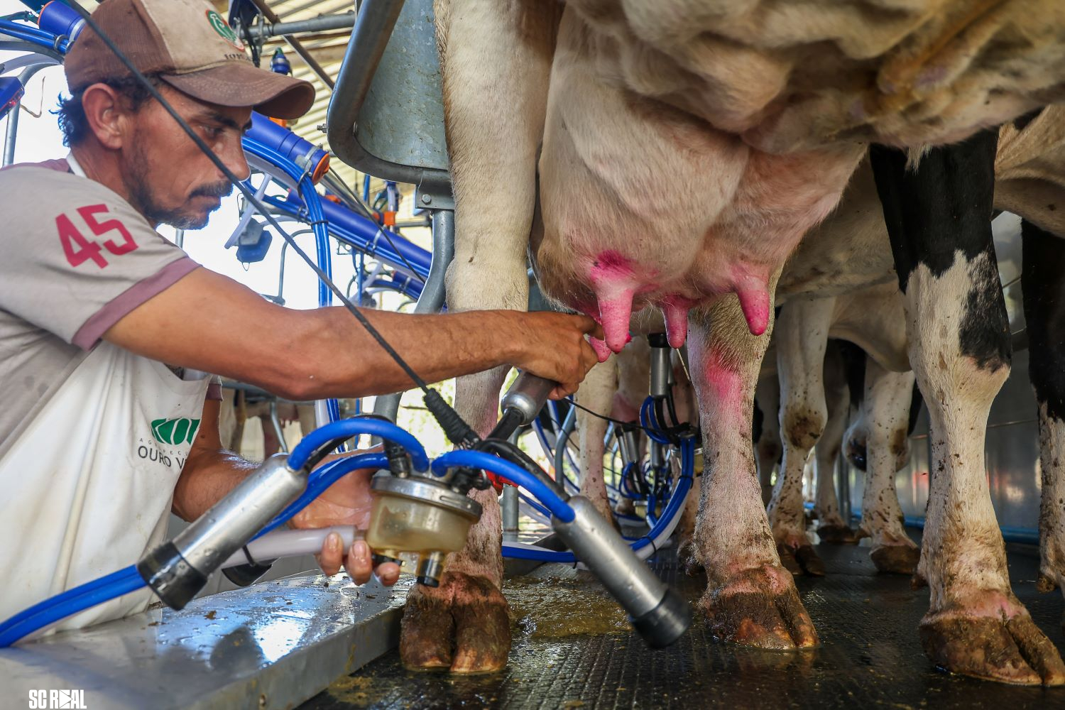 Em parceria com BRDE, Governo de SC anuncia R$ 240 milhões em crédito para produtores do leite