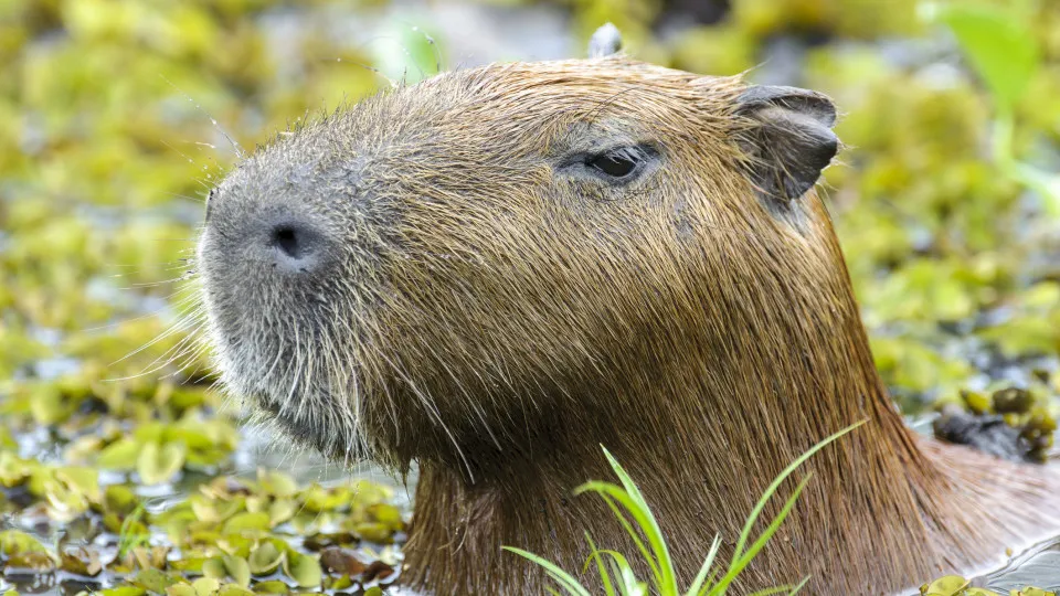 Capivara e anta brasileira, amigas, são sacrificadas em zoo na Inglaterra