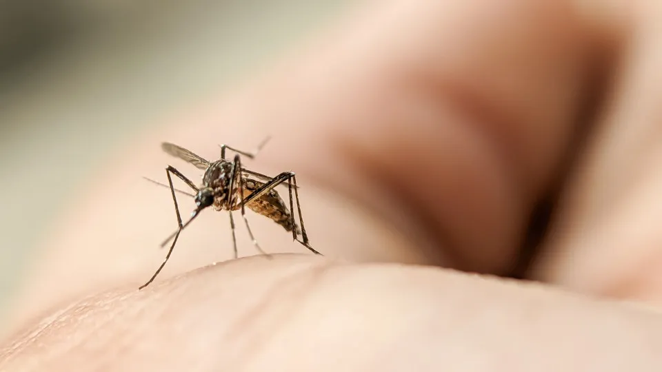 Aumentam casos de chikungunya em viajantes, mas risco na Europa é baixo